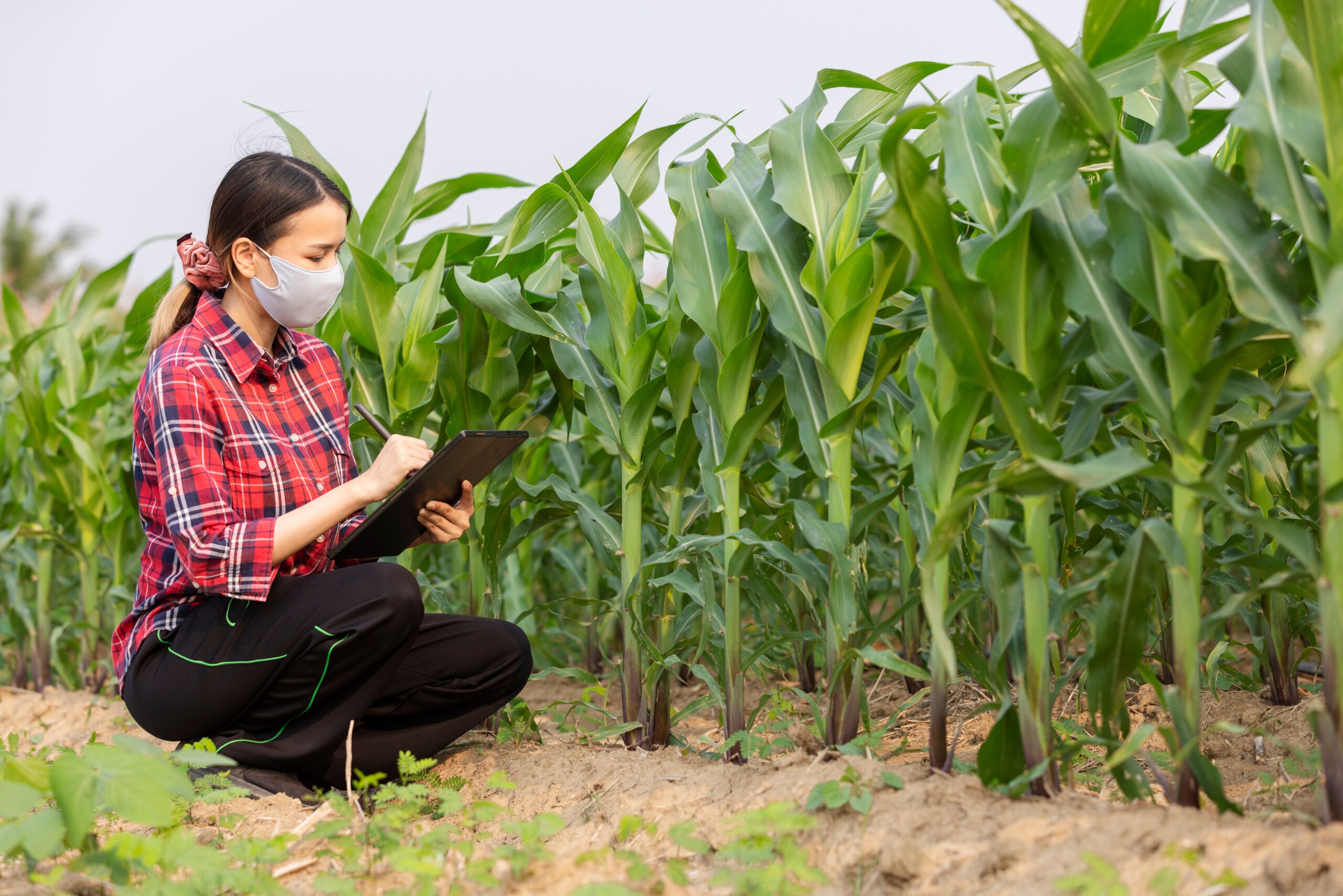 smart-farming-2024-12-07-17-33-44-utc (1)